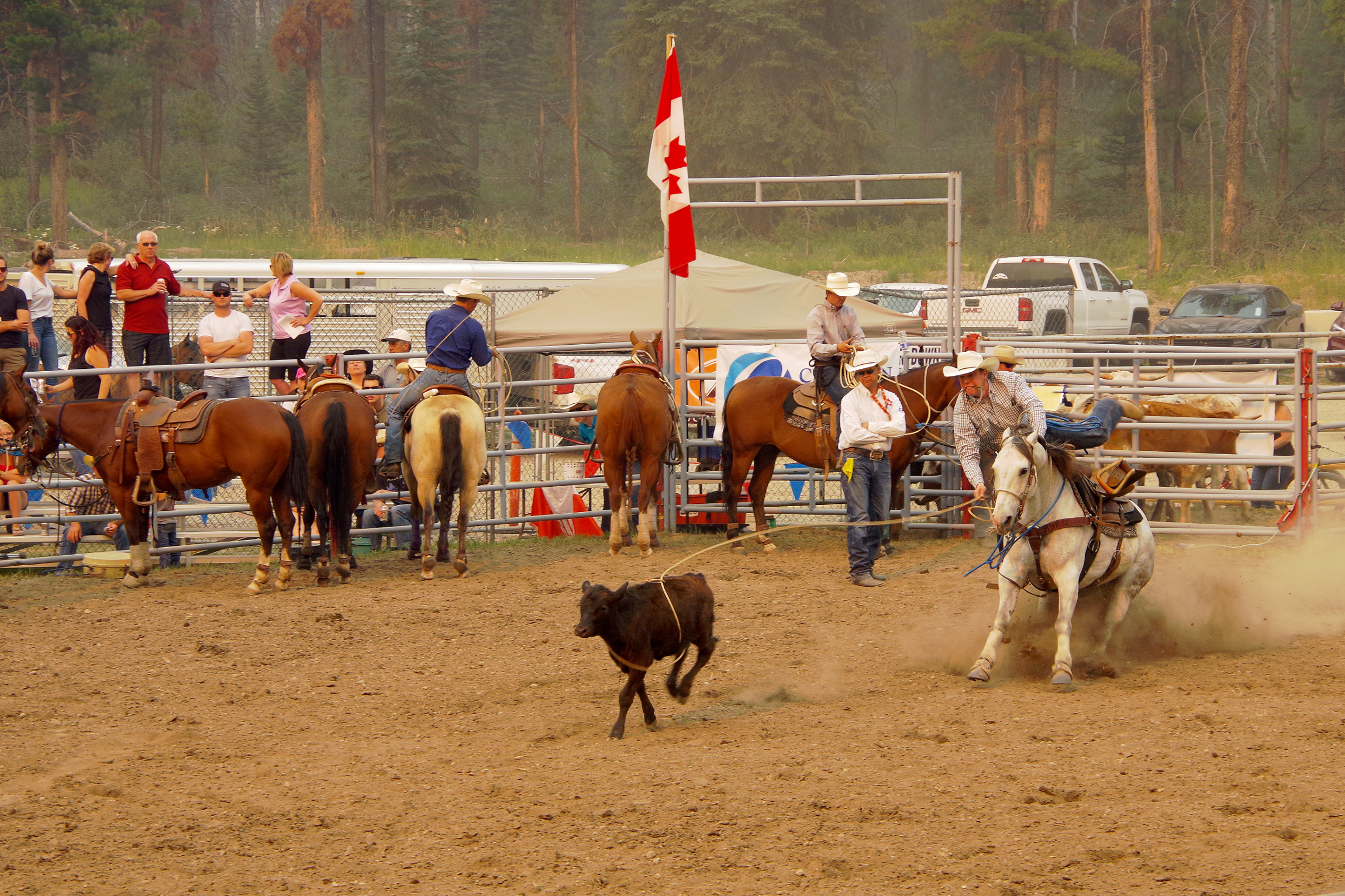 Rodeo - Tie down