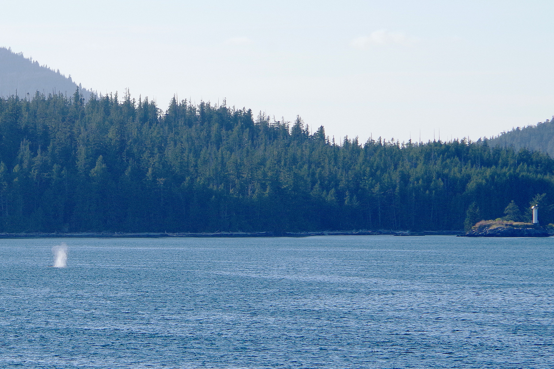 Walfontäne