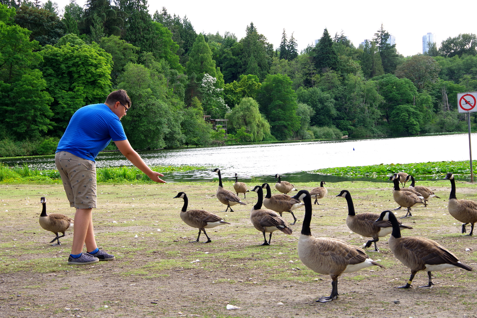 Mann füttert Gänse Mann füttert Gänse