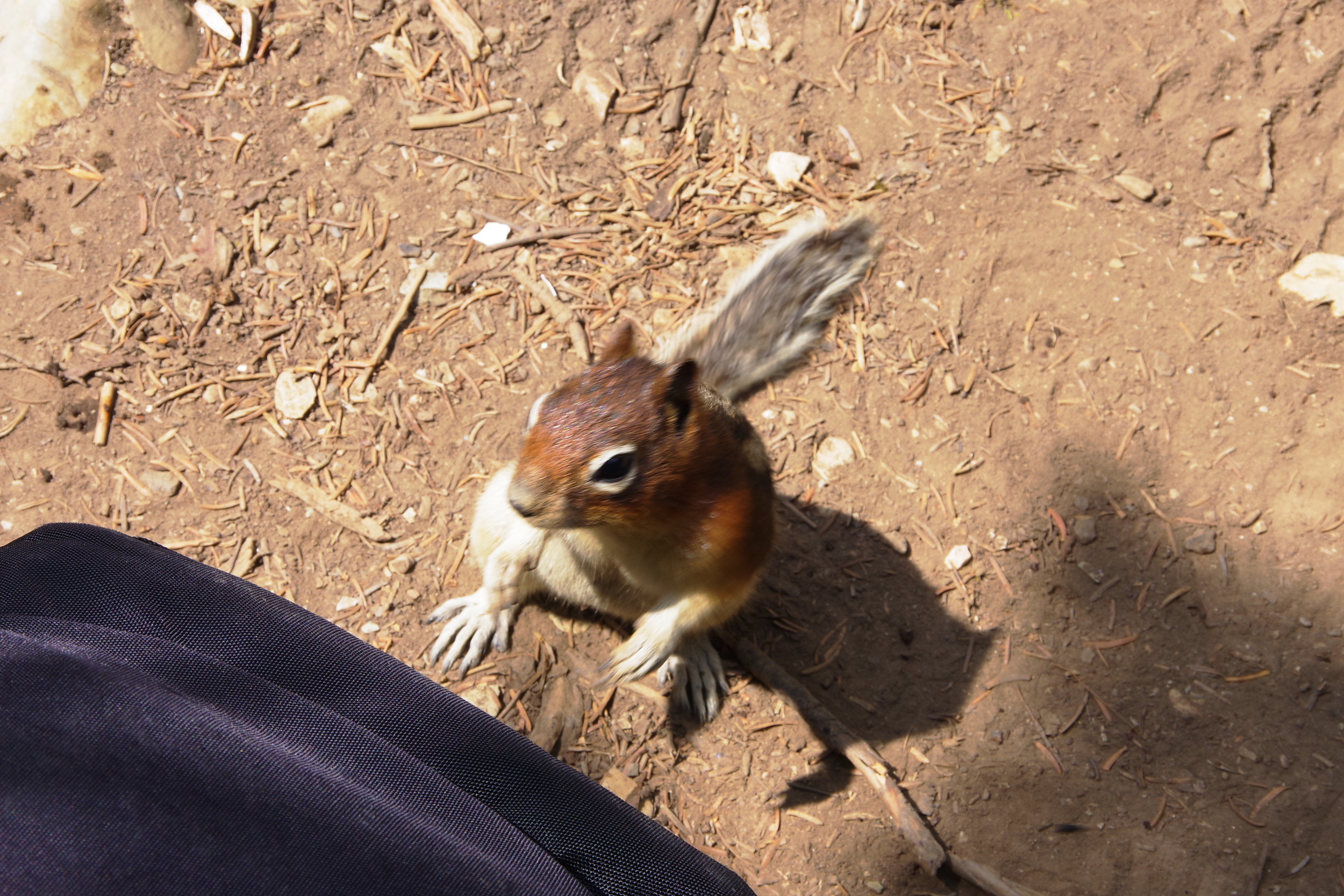 Eichhörnchen bei den Twin Falls