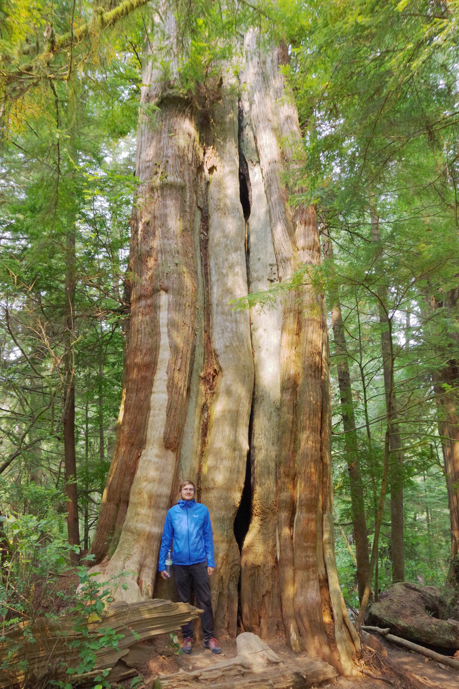 Ancient Cedars (riesige alte Zedern) Ancient Cedars (riesige alte Zedern)
