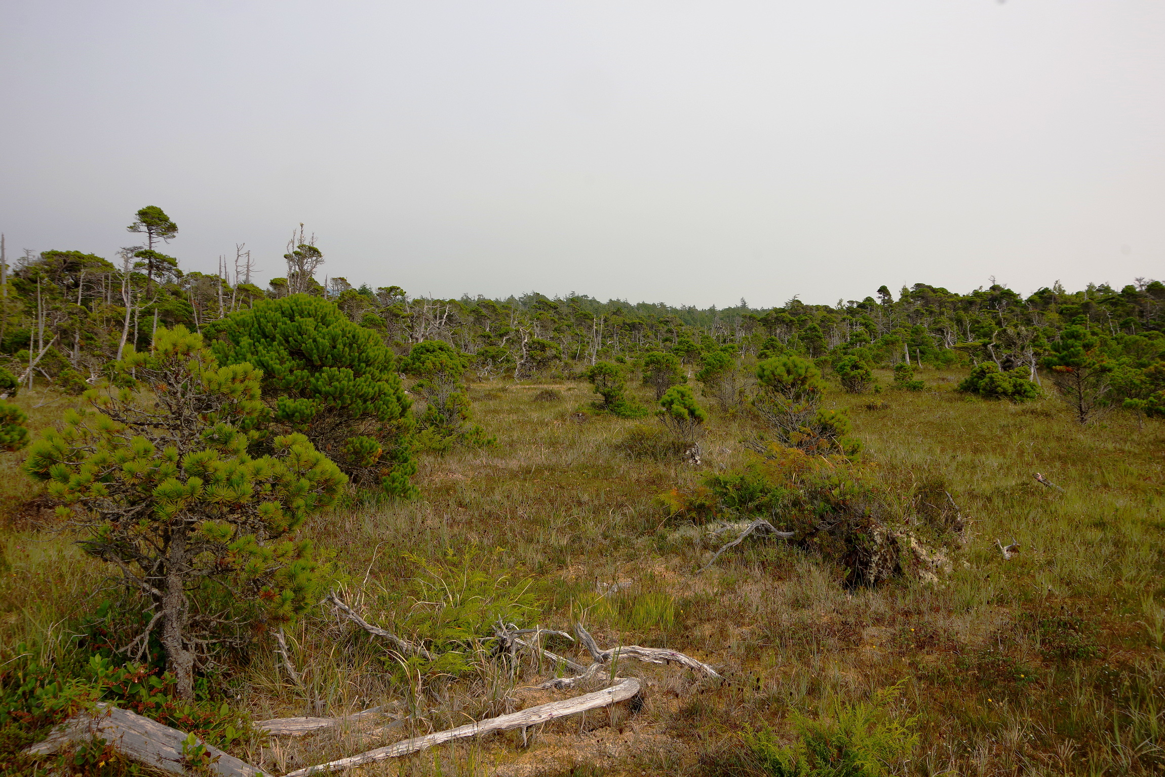 Am Bog Trail - Moor/Sumpf Am Bog Trail - Moor/Sumpf