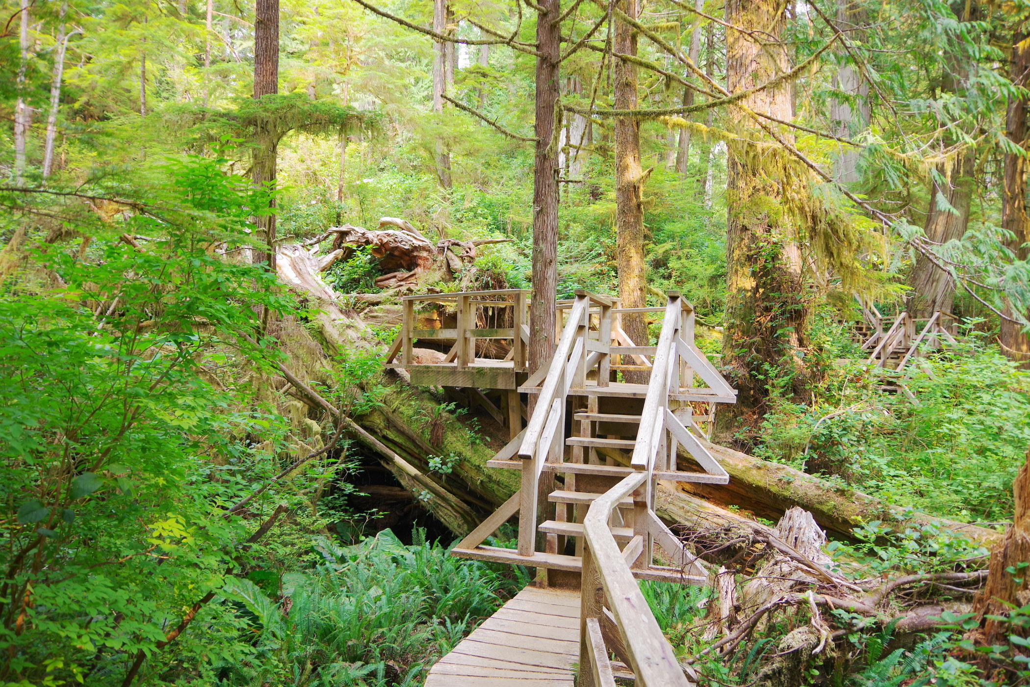 Wanderung durch den Regenwald Wanderung durch den Regenwald