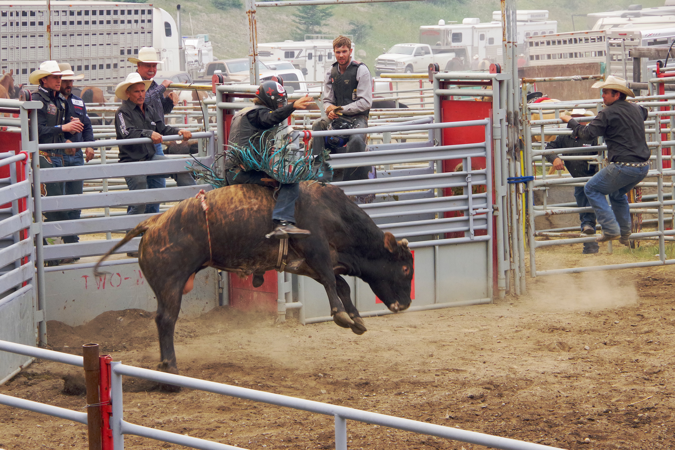 Rodeo - Bull riding