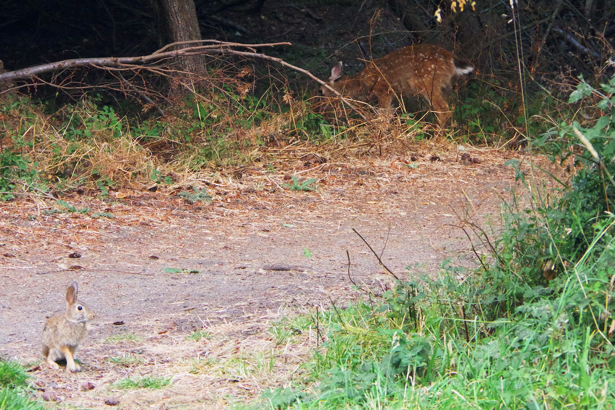 Bambi und Klopfer Bambi und Klopfer