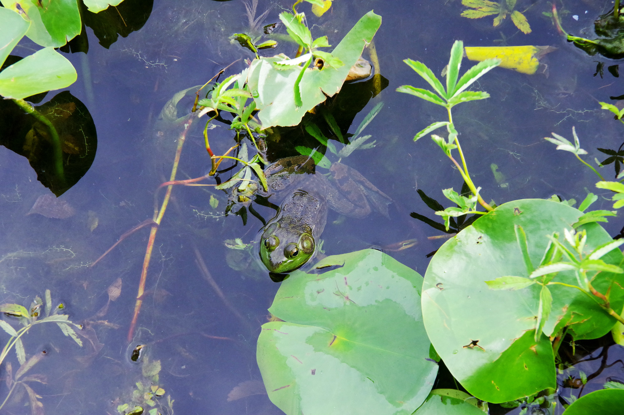 Frosch im Deer Lake Frosch im Deer Lake
